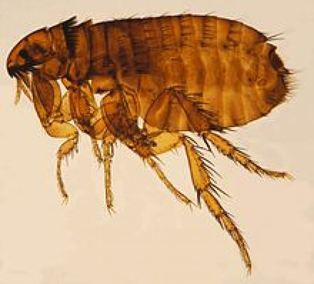 Fleas in friockheim(Scotland)