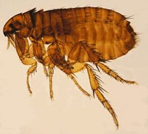 dundee flea control