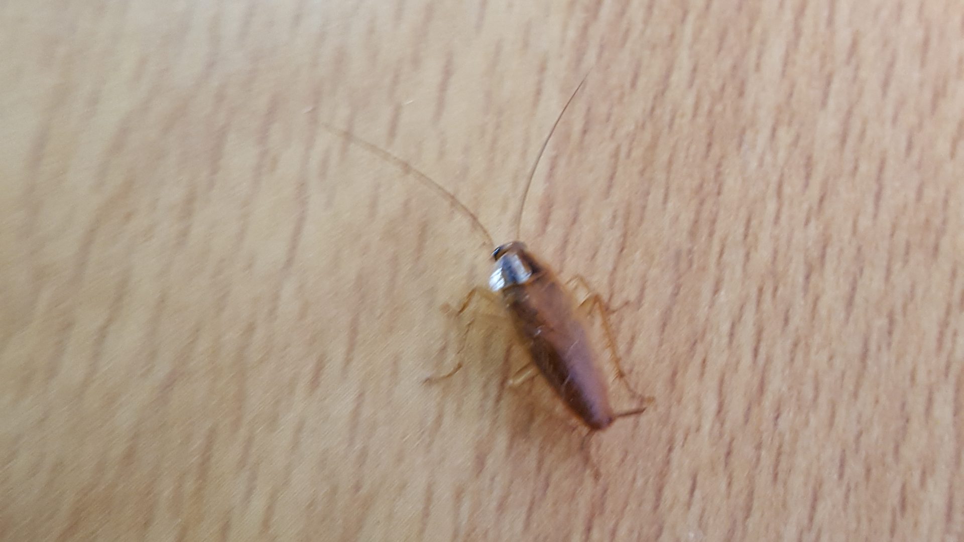 Cockroach, Dundee, Scotland, Global Pest Control, Domestic, Commercial 