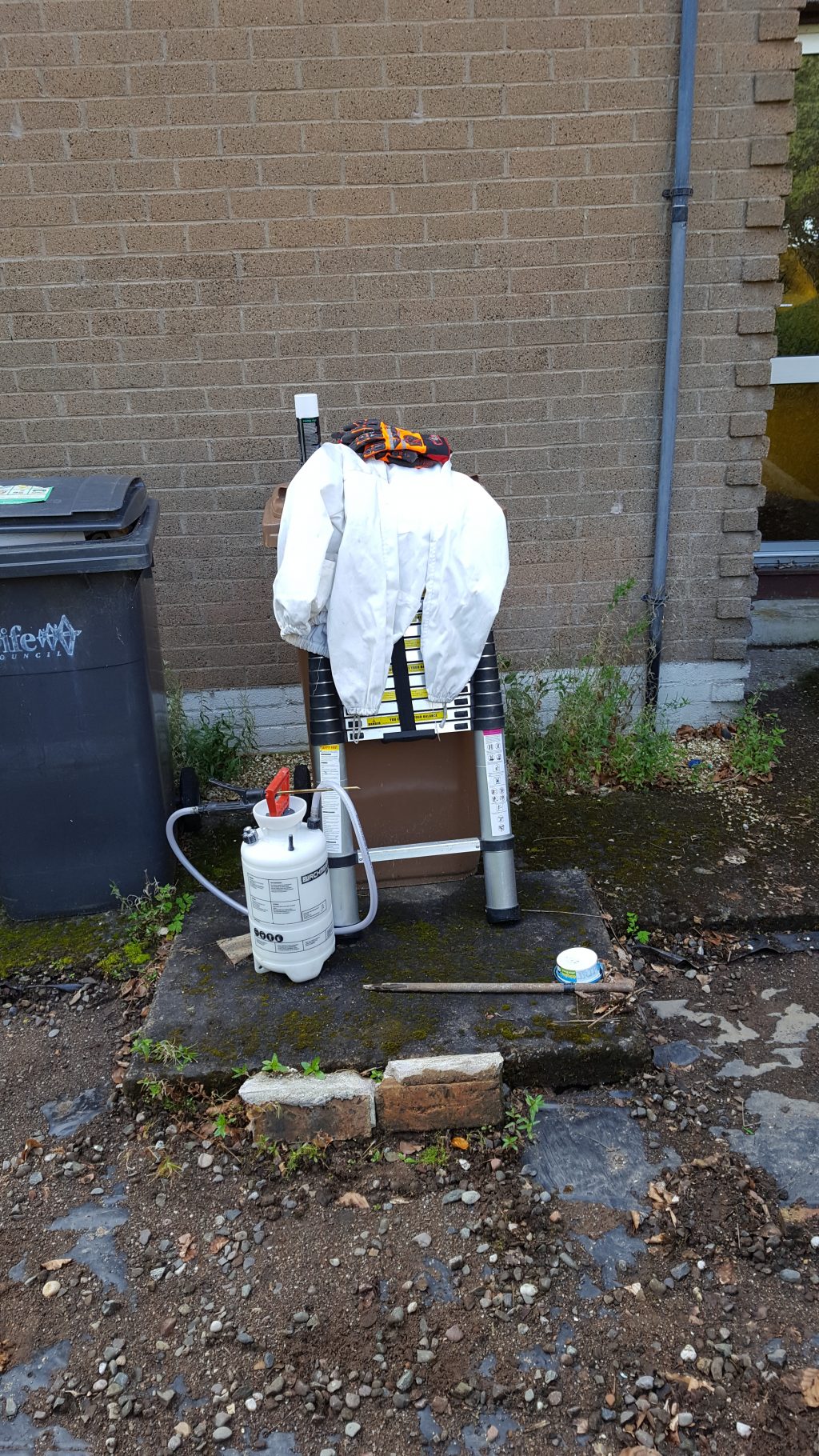 Wasp control. Fife, Glenrothes, Scotland