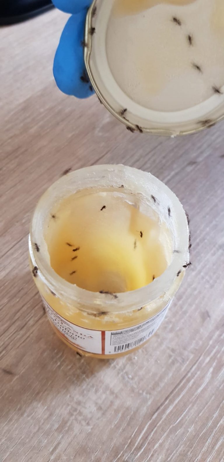 Ant pest control Call Out