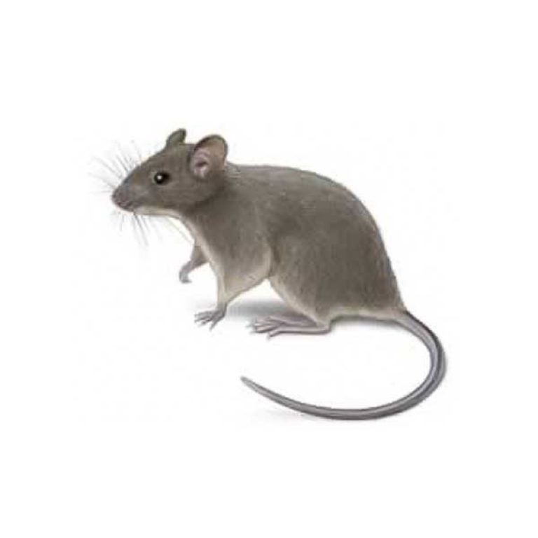 Five signs of mice in your attic space
