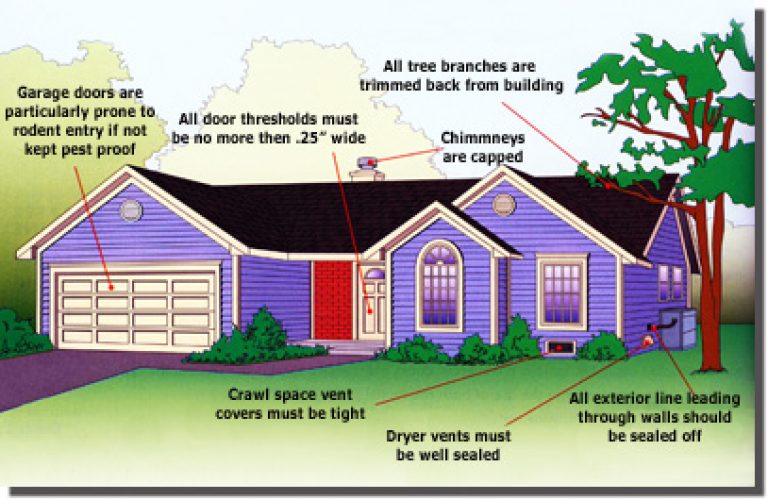Five top tips on keeping your property rodent free.