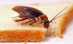 cockroach control dundee