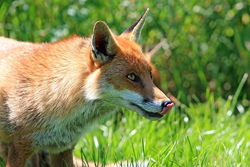 global pest control fox control