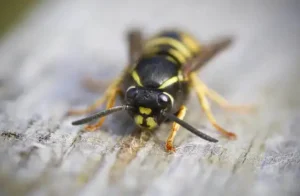 dundee city wasp nest removal