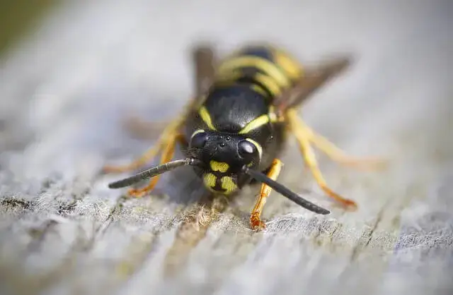 dundee city wasp nest removal
