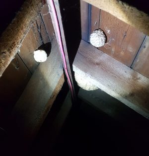 dundee wasp nest removal