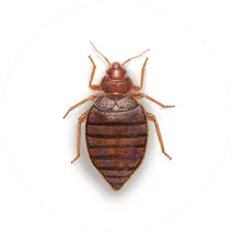 bed bugs dundee pest control