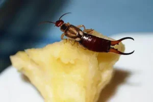 earwig pest control dundee